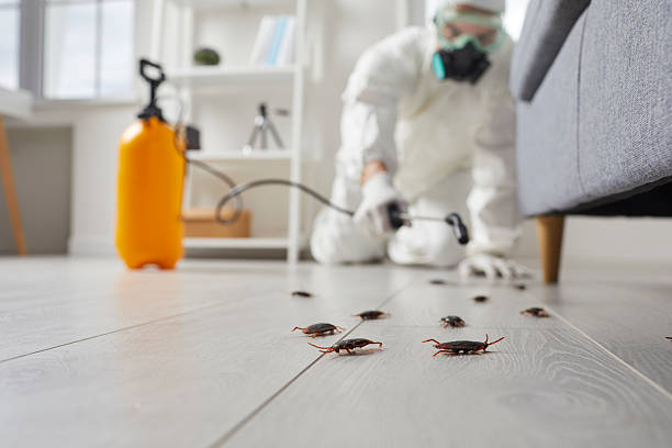 Post-Treatment Bed Bug Interceptor Monitoring in Bath